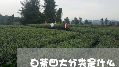 白茶四大分类是什么/2023072227371