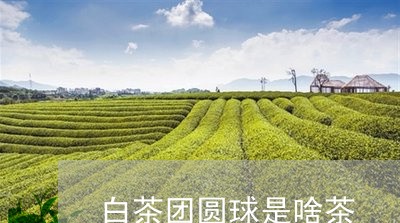 白茶团圆球是啥茶/2023080201403