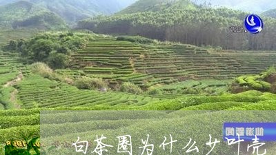 白茶圈为什么少叶壳/2023072270571