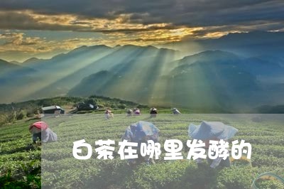 白茶在哪里发酵的/2023080232697