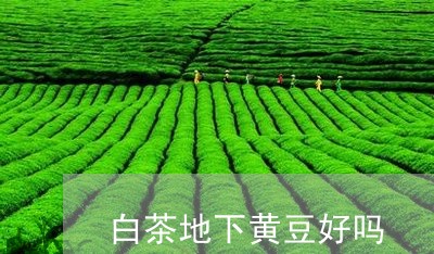 白茶地下黄豆好吗/2023080238470