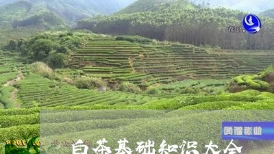 白茶基础知识大全/2023080273926