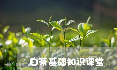 白茶基础知识课堂/2023080223735