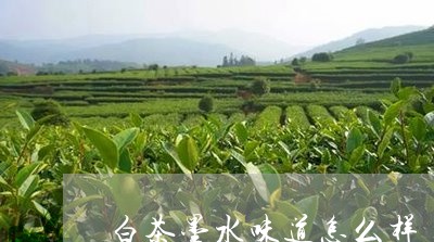 白茶墨水味道怎么样/2023072303615