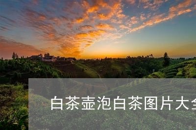 白茶壶泡白茶图片大全大图/2023110677059