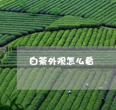 白茶外观怎么看/2023060550694