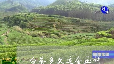 白茶多久适合压饼/2023080285058