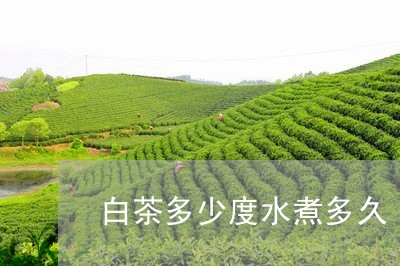 白茶多少度水煮多久/2023072391692