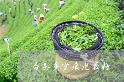 白茶多少度泡最好/2023080201726