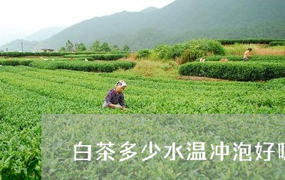 白茶多少水温冲泡好呢女生/2023110614957