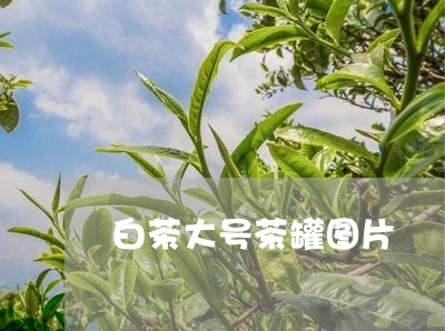 白茶大号茶罐图片/2023080220494