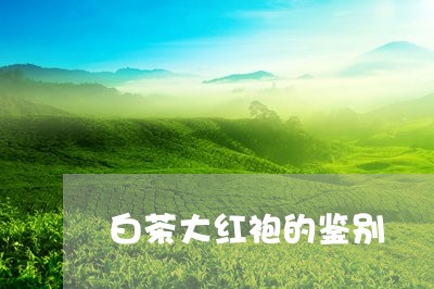 白茶大红袍的鉴别/2023080283141