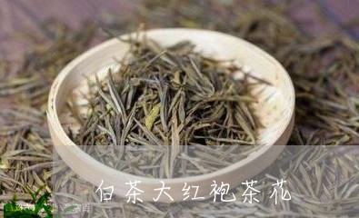 白茶大红袍茶花/2023060518270