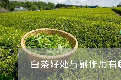 白茶好处与副作用有哪些/2023082519271