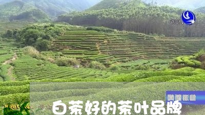 白茶好的茶叶品牌/2023080269596