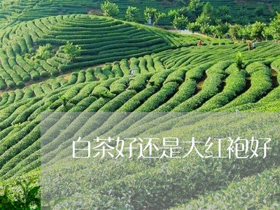 白茶好还是大红袍好/2023072346069