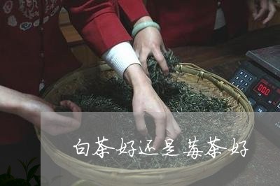 白茶好还是莓茶好/2023080288381