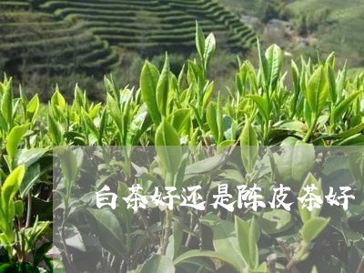 白茶好还是陈皮茶好/2023072380683