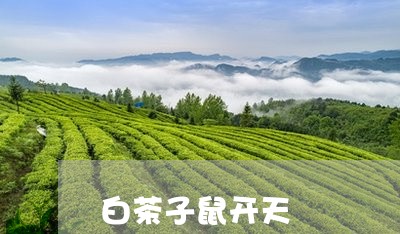 白茶子鼠开天/2023052058581