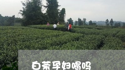 白茶孕妇喝吗/2023052048585