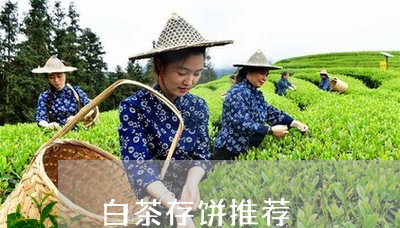 白茶存饼推荐/2023051946460