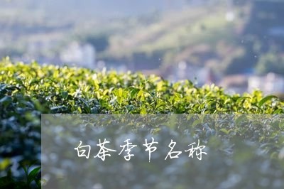 白茶季节名称/2023051951794