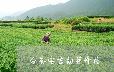 白茶安吉初芽价格/2023080105148