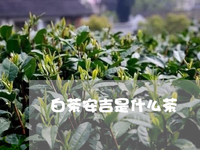 白茶安吉是什么茶/2023080160403