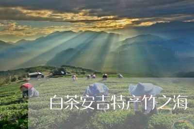 白茶安吉特产竹之海/2023072314847