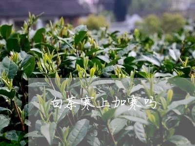 白茶寒上加寒吗/2023060461694