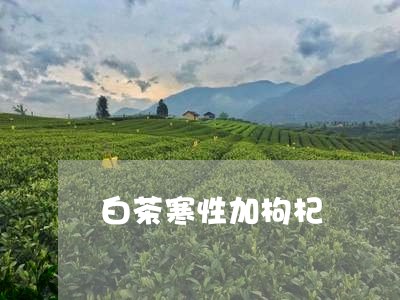 白茶寒性加枸杞/2023060417460