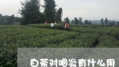 白茶对咽炎有什么用/2023072344920