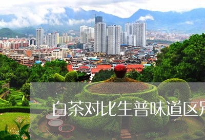 白茶对比生普味道区别/2023100593161