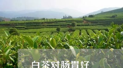 白茶对肠胃好/2023051956051