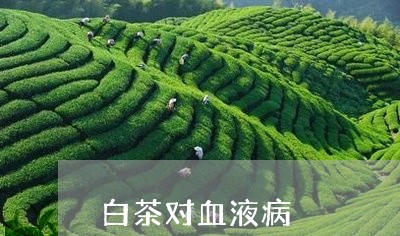 白茶对血液病/2023051943603