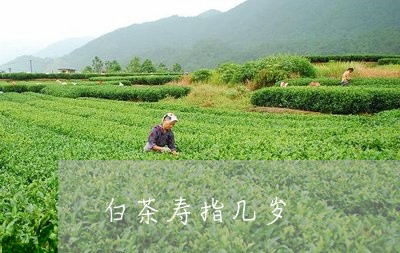 白茶寿指几岁/2023051902827