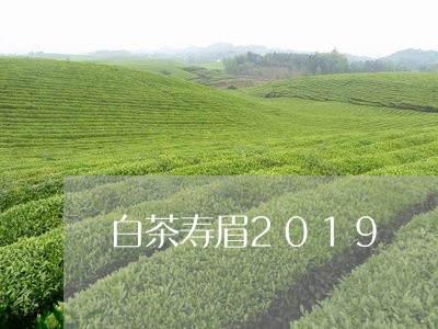 白茶寿眉2019/2023090802926