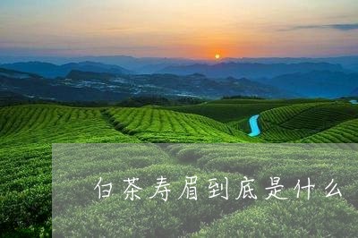 白茶寿眉到底是什么/2023120425247