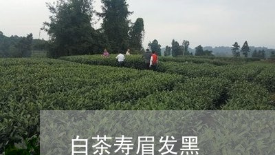 白茶寿眉发黑/2023051968592