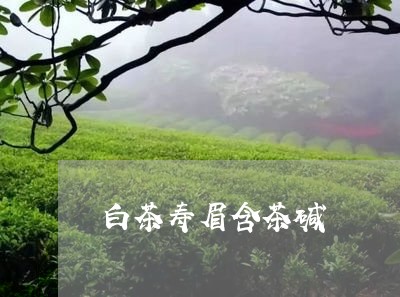 白茶寿眉含茶碱/2023112461704