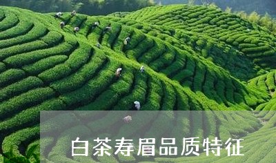 白茶寿眉品质特征/2023090872734