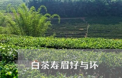 白茶寿眉好与坏/2023062981615