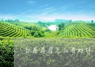 白茶寿眉怎么看好坏/2023120411516