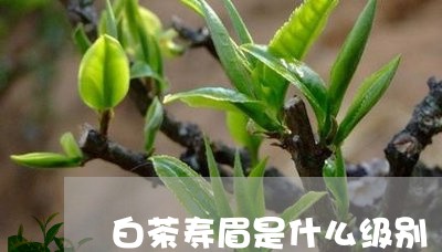 白茶寿眉是什么级别/2023091315150