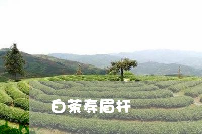 白茶寿眉杆/2023082651636