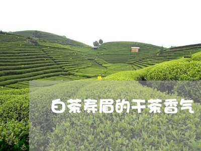 白茶寿眉的干茶香气/2023120403806