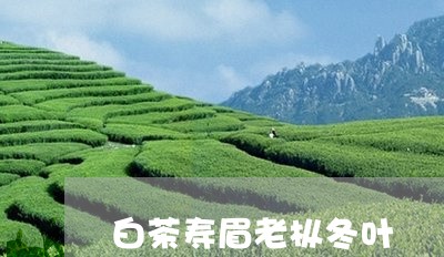 白茶寿眉老枞冬叶/2023090833636