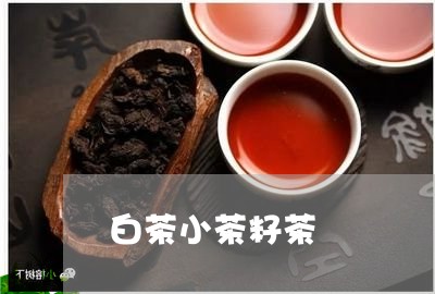 白茶小茶籽茶/2023051991724