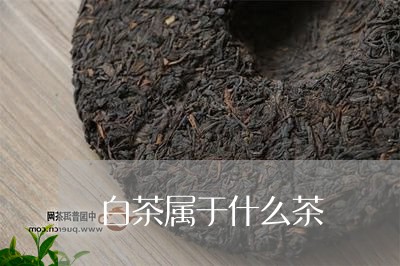 白茶属于什么茶/2023072378069