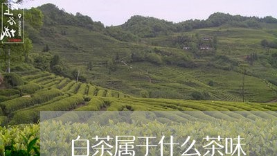 白茶属于什么茶味/2023080241603